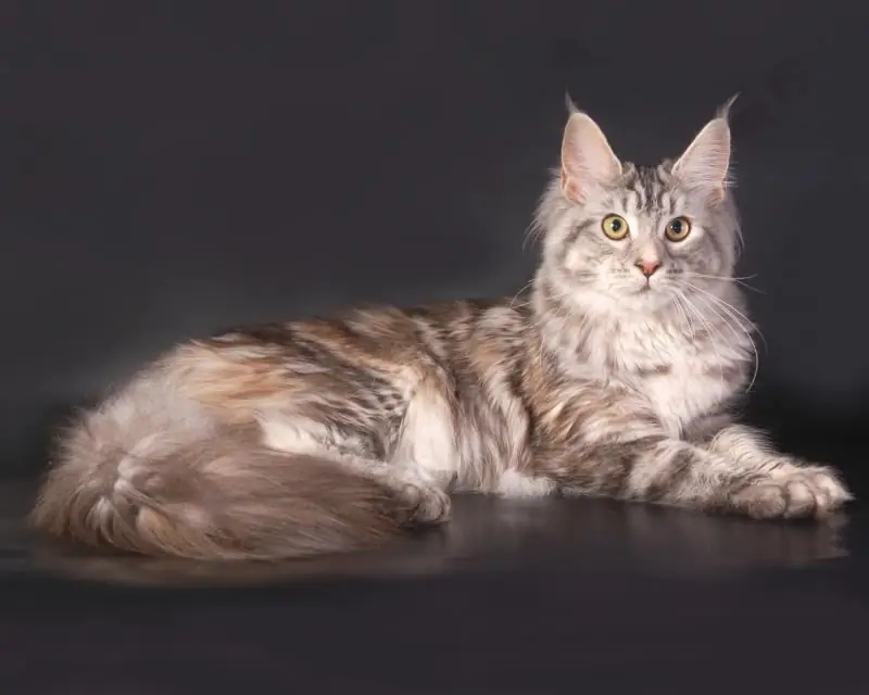 Maine Coon'u Qidalandırmaq üçün Hansı Qida (yetkin Pişik Və Bala): Quru Və Nəm Qidalar, Tövsiyələr, Icazə Verilən Və Qadağan Olunmuş Qidalar