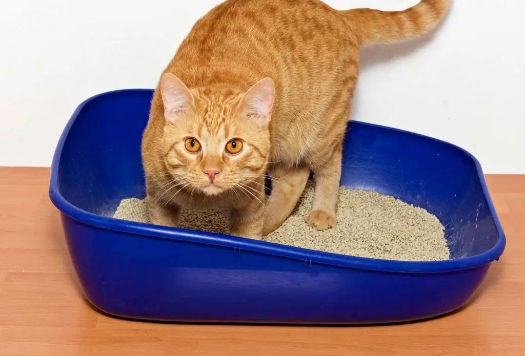 Como Treinar Um Gato Ou Gato Para A Caixa Sanitária: é Possível Ensinar Gatinhos E Animais Adultos Rapidamente A Irem Ao Banheiro De Um Apartamento, Conselho Do Veterinário