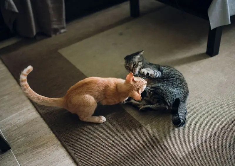 Hoe Om Vriende Te Maak Van Twee Katte Of Katte In Dieselfde Woonstel: Kenmerke Van Die Saambestaan van Volwasse Diere En Katjies Van Verskillende Of Dieselfde Geslag