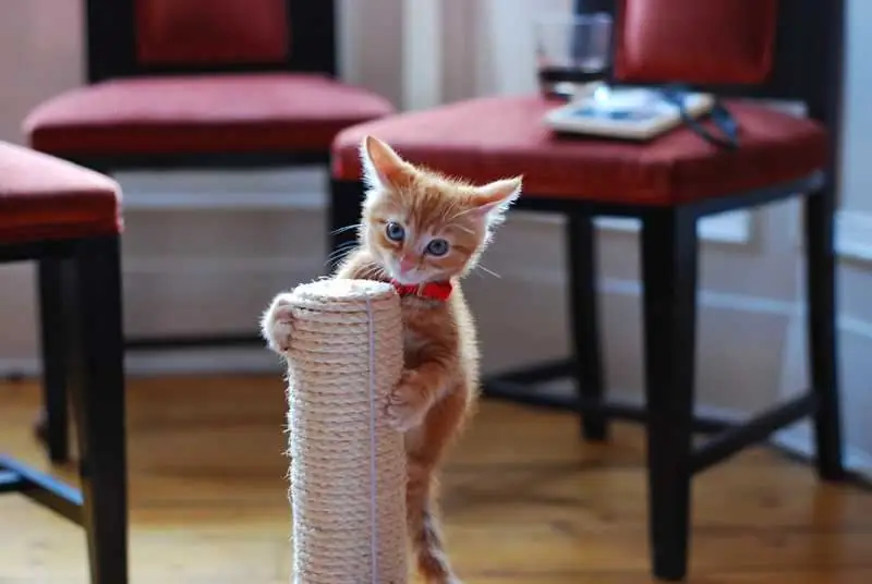 How To Train A Cat Or Cat To A Scratching Post, Including In The Form Of A House: Features Of Training Kittens And Adult Animals, Recommendations And Reviews