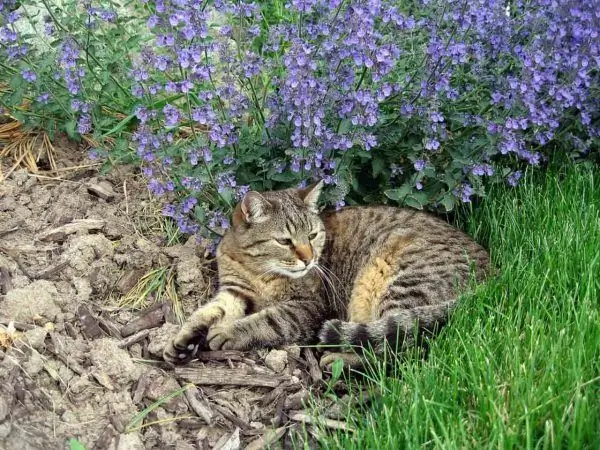 Kočka na pozadí catnip