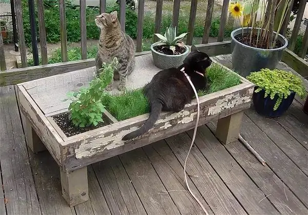 Katter på balkongen blant planter som ligger på et stativ