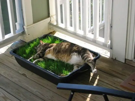 El gato yace en una bandeja con pasto