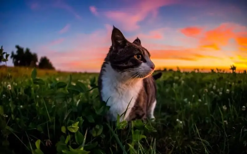 Grass Para Sa Mga Pusa: Mga Uri, Benepisyo, Kung Paano Ito Palaguin Sa Bahay, Alin Ang Mas Mahusay Na Pipiliin, Kung Paano Mag-inis Ng Hayop Mula Sa Pagkain Ng Iba Pang Mga Halaman