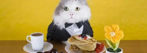 Cat in a suit eating