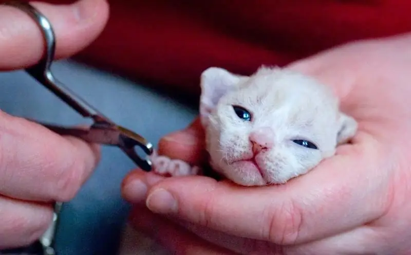 Coupe-ongles Pour Chats: Qu'y A-t-il, Que Rechercher Lors Du Choix, Règles D'utilisation, Avis Des Propriétaires