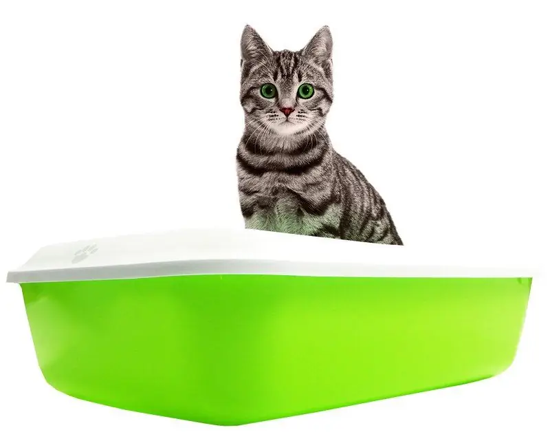 Litière En Gel De Silice Pour Chat: Avantages Et Inconvénients, Comment Utiliser Et éliminer Le Gel De Silice, Un Examen Des Meilleures Marques, Des Critiques