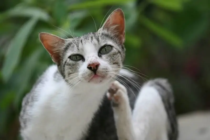 Tungau Telinga (otodectosis) Pada Kucing Dan Kucing: Foto, Gejala Penyakit Dan Rawatannya Di Rumah (termasuk Anak Kucing), Ulasan