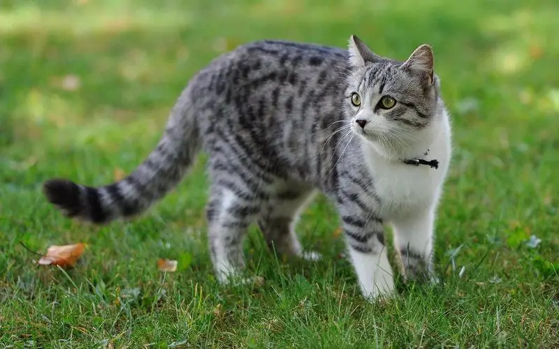 Cystitis Në Macet Dhe Macet: Simptomat (gjak Në Urinë Dhe Të Tjerët) Dhe Trajtimi Në Shtëpi, Ilaçe (pilula Dhe Të Tjerët), Këshilla Veterinare