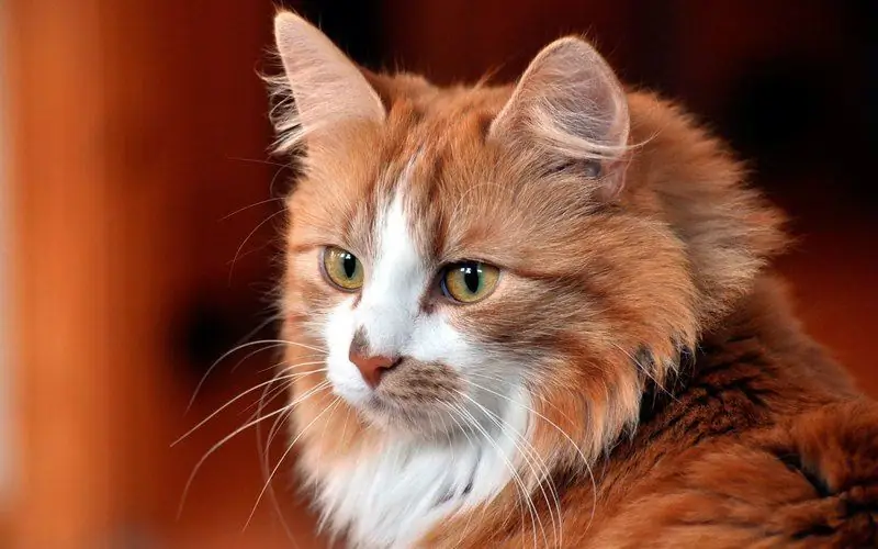 Luizenkevers Bij Katten: Foto's Van Luizen En Symptomen Van Hun Laesie Op De Huid, Diagnose, Behandeling En Preventie Thuis