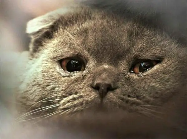 การฉีกขาดทวิภาคีใน Scottish Fold