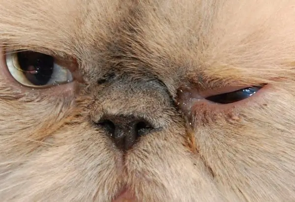 Lachrymation in a Persian cat