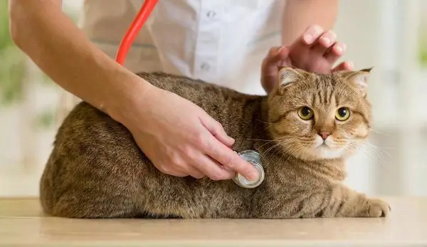 Dyrlægen lytter til kattenes vejrtrækning