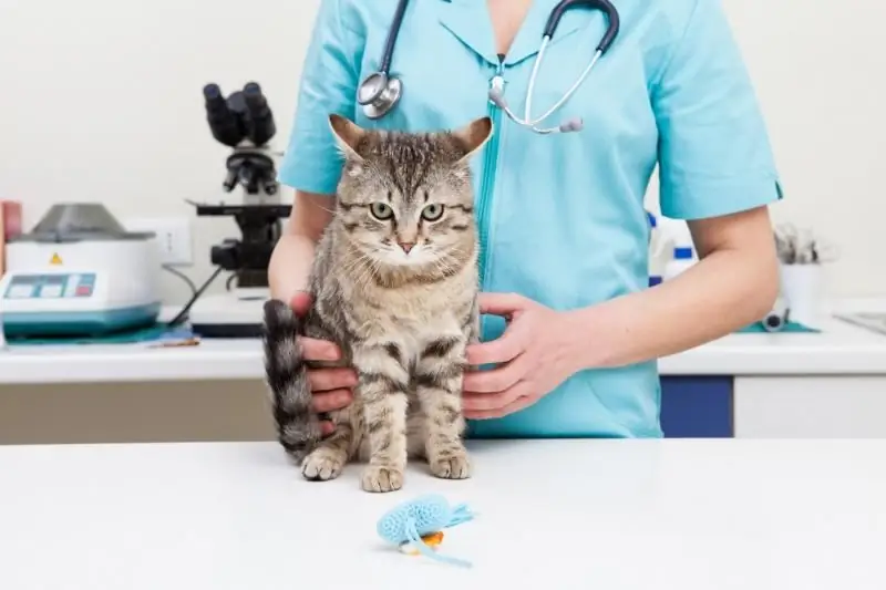 Un Chat Ou Un Chat Fait Pipi Avec Du Sang: Les Raisons De L'apparition D'urine Sanguine Chez Les Chatons Et Les Animaux Adultes, Avec Quoi Il Peut être Lié, Comment Traiter