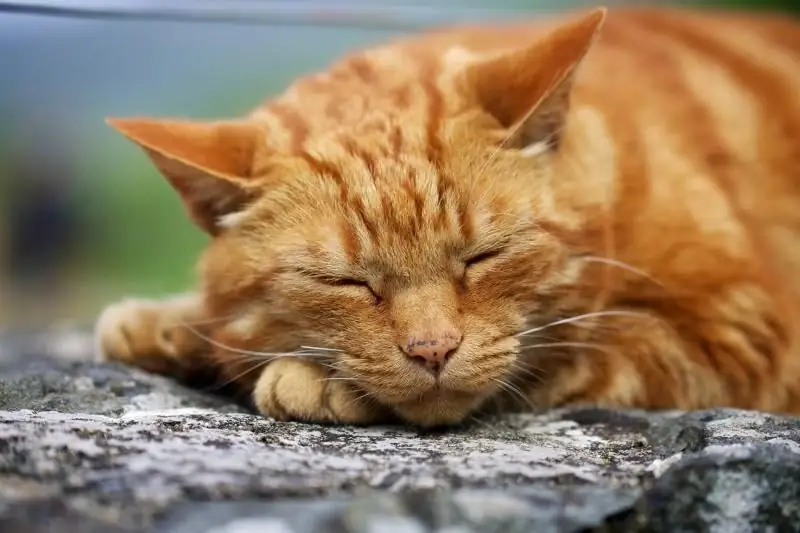 Warum Hustet Eine Katze Oder Katze: Als Ob Sie Sich übergeben, Würgen, Beim Husten Keuchen, Sich Ausstrecken Und Sich Auf Den Boden Kuscheln Möchte, Was Zu Tun Ist