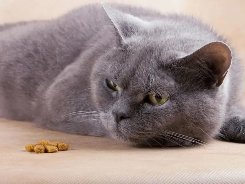 Eine Katze Oder Eine Katze Frisst Oder Trinkt Mehrere Tage Lang Kein Wasser (3 Oder Mehr): Gründe Für Die Weigerung Zu Essen Und Zu Trinken, Was Zu Tun Ist, Wenn Das Kätzchen Leidet