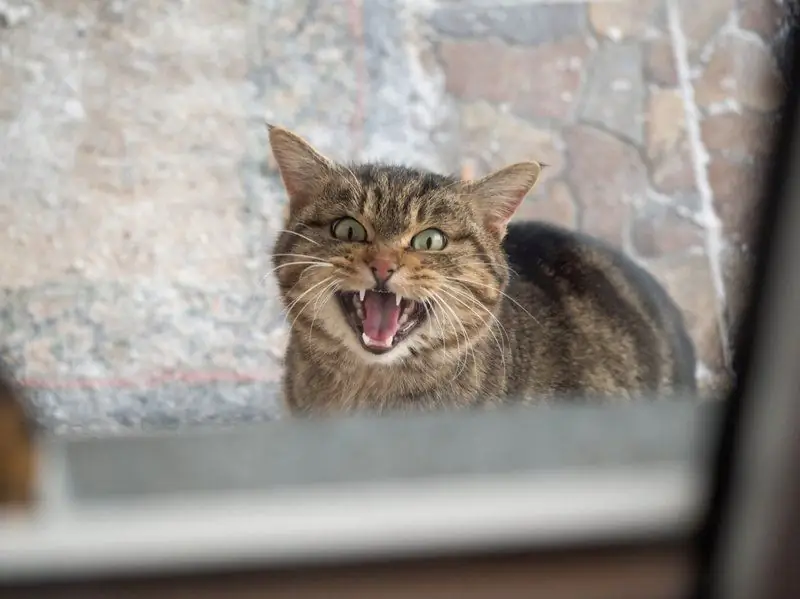 De Stem Van De Kat Verdween: Mogelijke Redenen Voor Deze Toestand Van Het Dier, Hoe Het Bedreigt En Hoe Het Huisdier Te Helpen, Aanbevelingen Van Dierenartsen