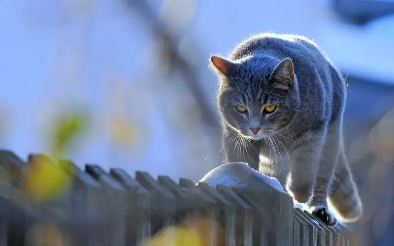 Defisiensi Imun Pada Kucing: Virus Mana Yang Menyebabkan Penyakit, Gejala Utama, Pengobatan Dan Prognosis Kelangsungan Hidup, Rekomendasi Dari Dokter Hewan