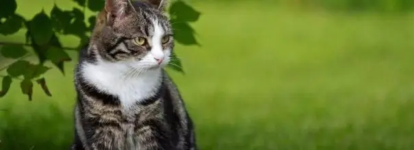 Macja tabby e ulur në bar