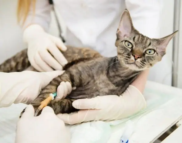 O gato recebe um conta-gotas