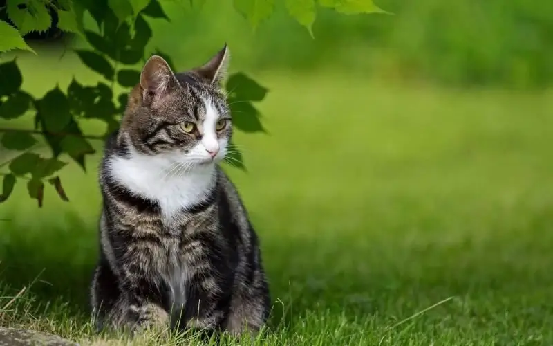 Kegagalan Ginjal Pada Kucing Dan Kucing: Gejala, Rawatan, Cara Menyelamatkan Anak Kucing Dan Haiwan Dewasa (cadangan Doktor Haiwan)