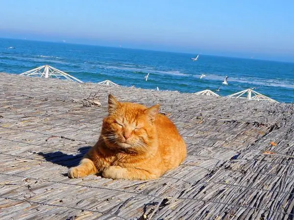 Ginger cat basking in the sun