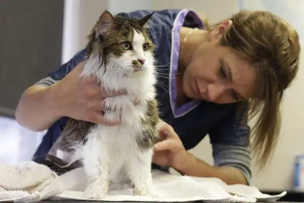 Veterinarian examines the cat