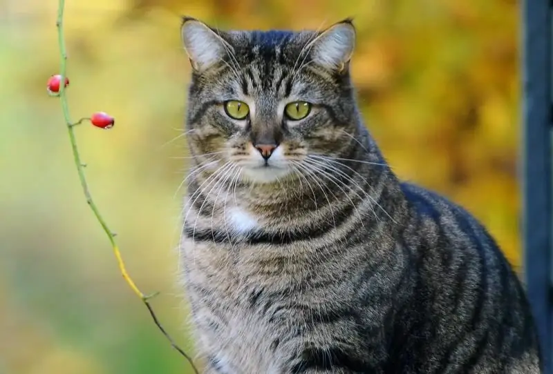 Roos Bij Een Kat, Ook Op De Rug Bij De Staart: Oorzaken Van Het Uiterlijk, Diagnose, Of Behandeling Nodig Is, Preventie Van Seborroe, Beoordelingen