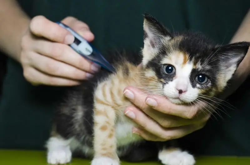 Eosinofiel Granuloom Bij Katten: Symptomen En Behandeling Thuis, Preventie En Aanbevelingen Van Dierenartsen