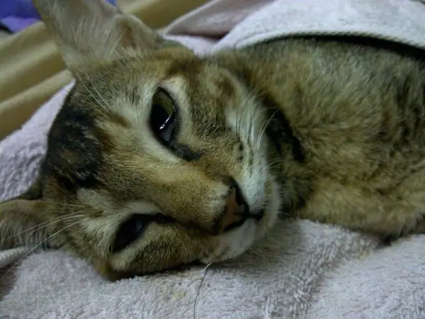 Zieke kat ligt op een handdoek