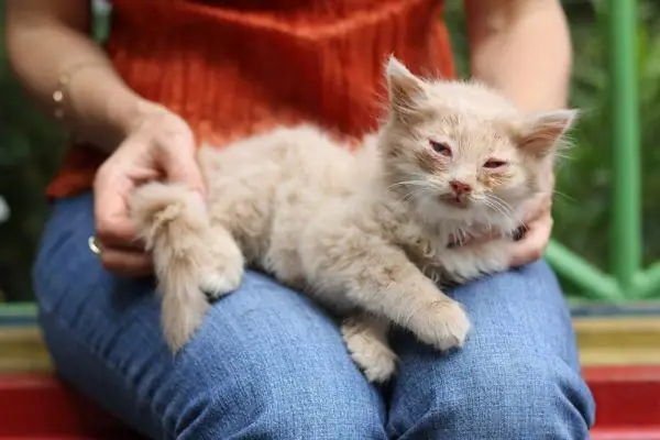 Anak kucing dengan panleukopenia di pangkuan seorang gadis