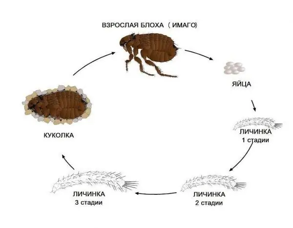 Φάσεις ανάπτυξης ψύλλων