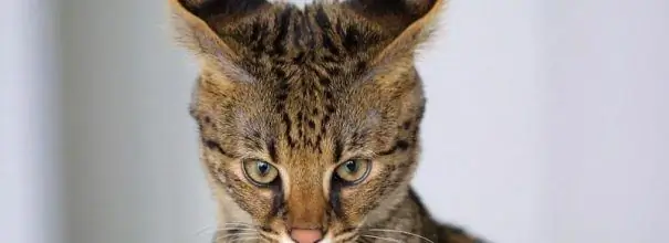 Savannah kat