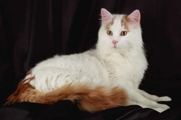 Turkish van