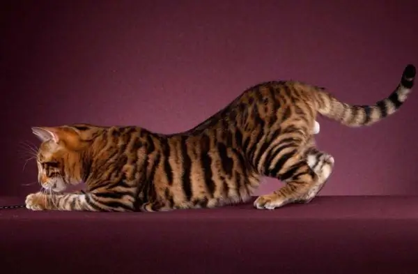 Toyger