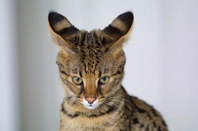 Ang Pinaka-bihirang Mga Lahi Ng Pusa Sa Mundo: Pangalan, Paglalarawan, Natatanging Mga Tampok Ng Hitsura At Karakter, Mga Larawan