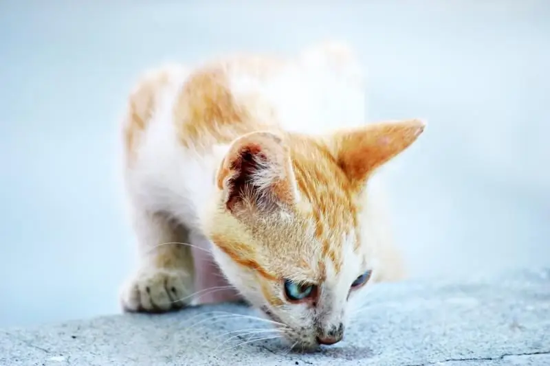 Bagaimana Cara Menghilangkan Bau Urin Kucing Di Apartemen, Cara Dan Cara Apa Untuk Menghilangkannya, Menghilangkan Noda Di Rumah