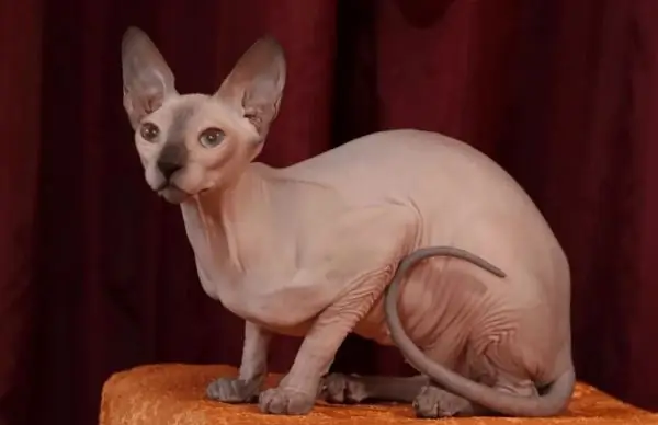 Συνεδρίαση γάτας Sphynx