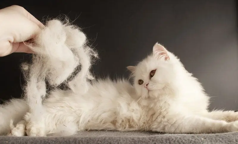 Bakit Ang Isang Pusa O Pusa Ay Malaglag Nang Mabigat At Kung Ano Ang Gagawin Kung Ang Buhok Ay Umakyat At Mahulog Sa Maraming Dami Sa Isang Kuting At Isang May Sapat Na Gulang Na Hayop