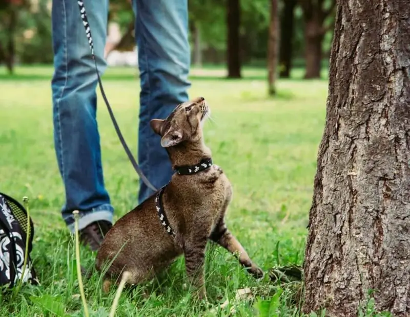 Hoe Om 'n Tuig Op 'n Kat Of Kat Aan Te Trek: Stapsgewyse Instruksies Met Foto's En Video's, Funksies En Ontwerp Van Verskillende Soorte Toestelle