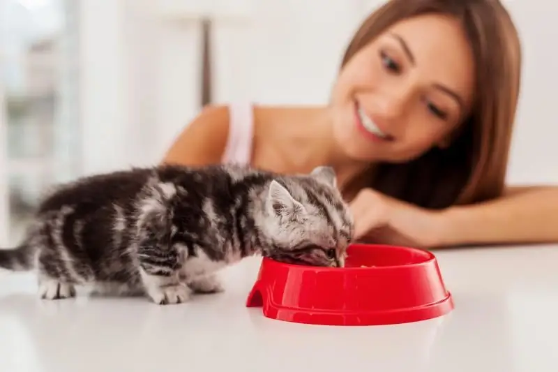 Lorsque Les Chatons Commencent à Manger Seuls, Les Habitudes Alimentaires Des Nouveau-nés, L'entraînement Au Bol Et Le Régime De Transition