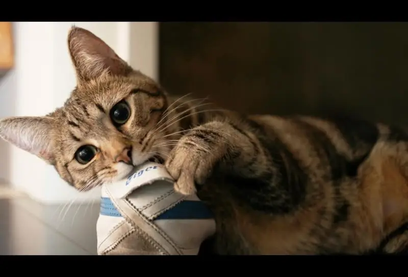 Lorsque Les Chatons Changent De Dents, à Quel âge Le Lait Se Transforme-t-il En Dents Permanentes, Comment Prendre Soin D'un Animal Pendant Cette Période