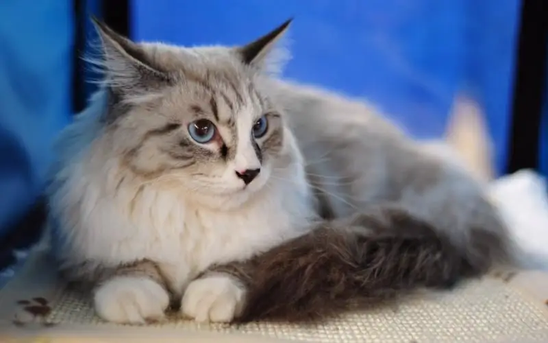 Warum Sabbert Eine Katze Oder Katze Aus Dem Mund (auch Klar Wie Wasser): Die Ursachen Des Sabberns, Was Zu Tun Ist Und Ob Eine Behandlung Erforderlich Ist