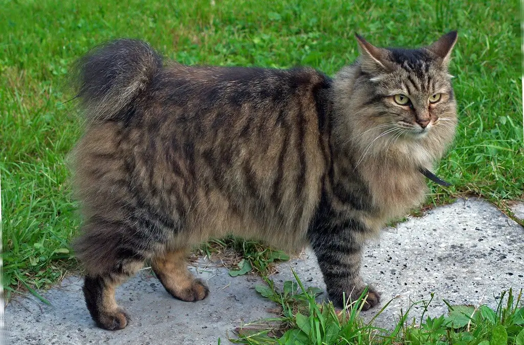 Bobtail: Naslning Xususiyatlari, Mushukning Fotosurati, Qanday Boqish Va Parvarish Qilish, Mushukchani Qanday Tanlash, Mushuk Egalarining Sharhlari