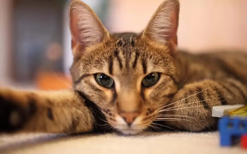 Encías Rojas En Gatos (incluida La Gingivitis): Síntomas, Fotos De Enrojecimiento Alrededor De Los Dientes, Diagnóstico Y Tratamiento En Casa