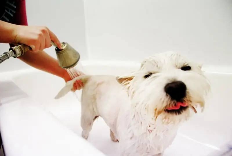 Vlooienshampoo Voor Honden: Wanneer En Hoe Het Product Te Gebruiken, Een Overzicht Van Populaire Merken, Beoordelingen Over Hun Effectiviteit