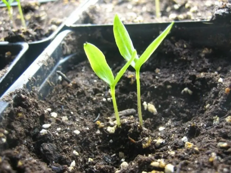 Piantine Di Pomodoro, Compreso Il Giorno In Cui Germinano I Pomodori E Come Controllare I Semi Prima Di Piantare