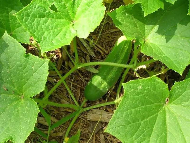 How To Plant And Grow Cucumbers In The Open Field: Plant Seeds, Properly Care For Plants (water, Form, Tie Up)