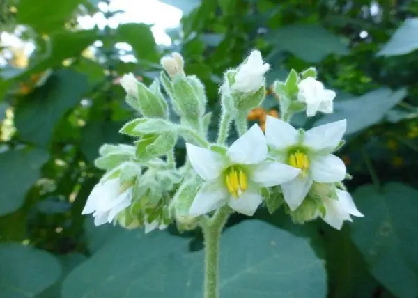 Tamarillo Blumen