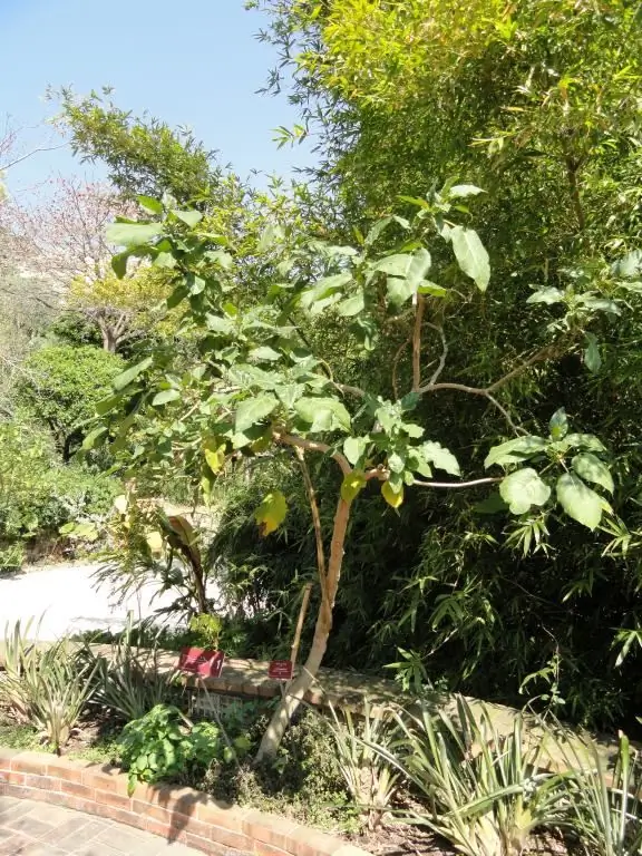 Tamarillo na prostem